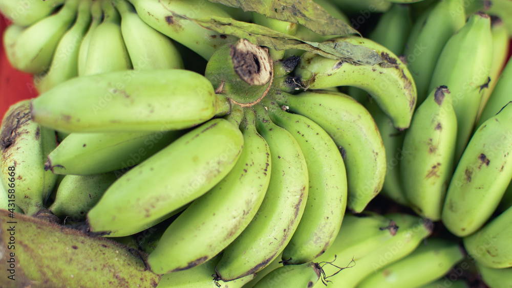 Panoramic wide angle background of fresh bananas. Soft focus. Green small Asian bananas.
