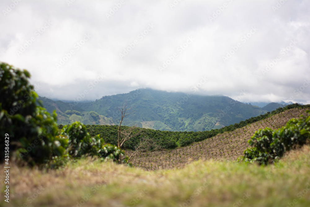 Obraz premium PAISAJE CAFETERO