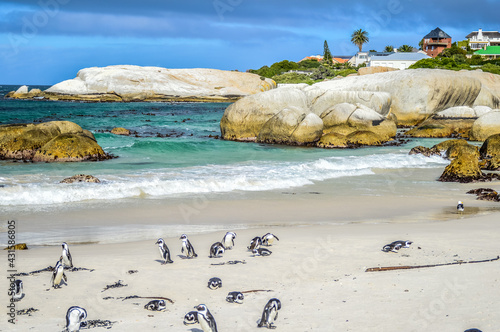 African cape or jackass penguin colony at boulders beach in Simon's town cape town