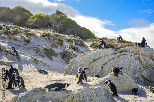 African cape or jackass penguin colony at boulders beach in Simon's town cape town