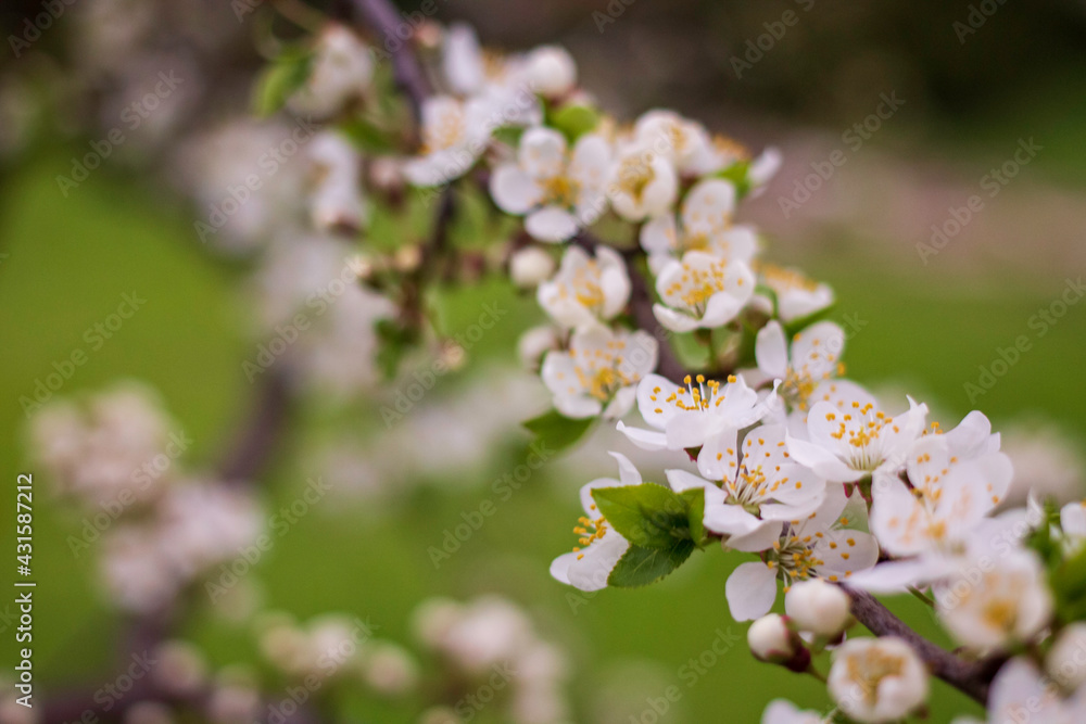 blooming branch, little flowers, blooming tree blooming branch, little flowers, blooming tree