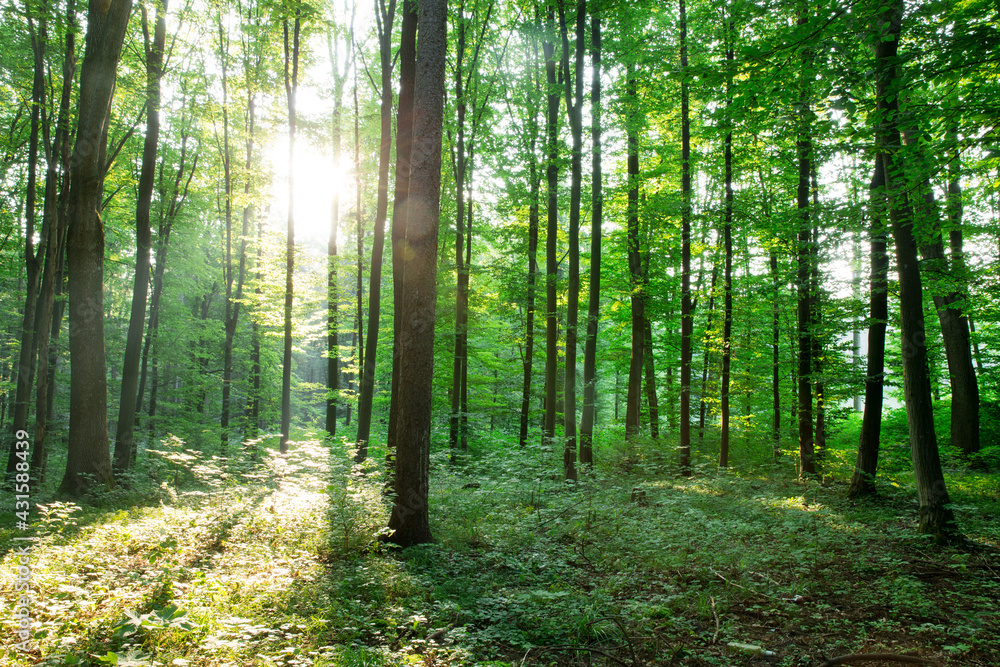 Fototapeta premium green Forest trees. nature green wood sunlight backgrounds