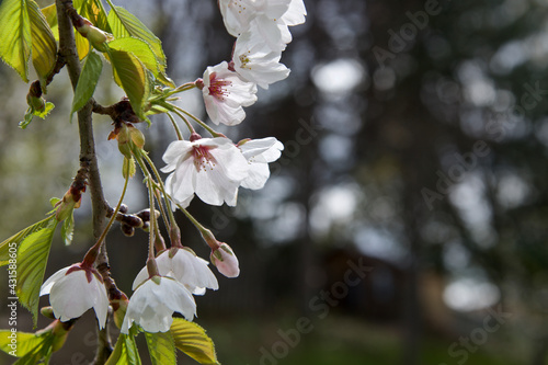 Richmond Hill, Ontario / Canada - May 14, 2019: white cherry flowers with blurred focus background photo