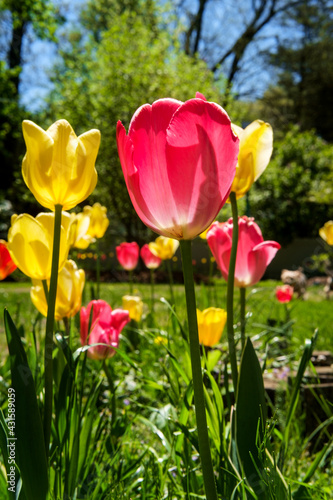 Fototapeta Naklejka Na Ścianę i Meble -  Colorful Spring Tulips Garden
