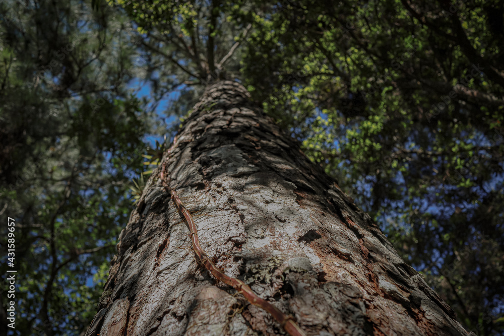 tree, forest, nature, trees, sky, autumn, green, wood, pine, branch, branches, blue, spring, leaf, landscape, woods, leaves, tall, park, trunk, season, outdoors, fall, foliage, plant tree, forest, nature, trees, sky, autumn, green, wood, pine, branch, branches, blue, spring, leaf, landscape, woods, leaves, tall, park, trunk, season, outdoors, fall, foliage, plant