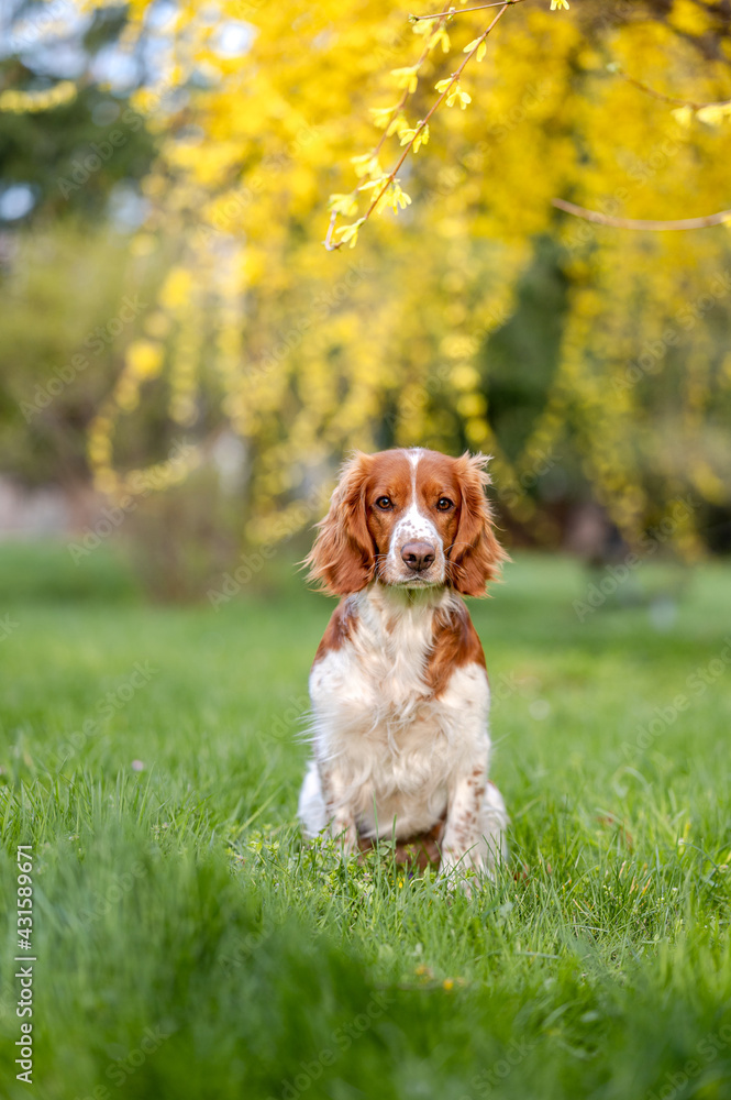 Healthy happy dog in flower forsythia in spring season.