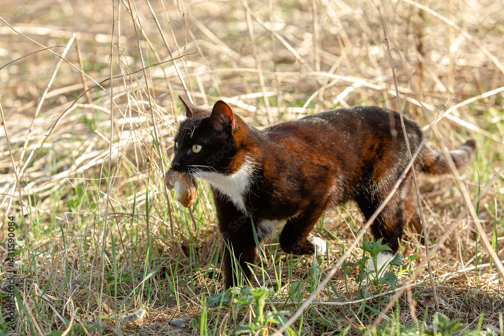 A black with white spot cat is hunting a mouse. The cat holds a mouse in his teeth. A black with white spot cat is hunting a mouse. The cat holds a mouse in his teeth.
