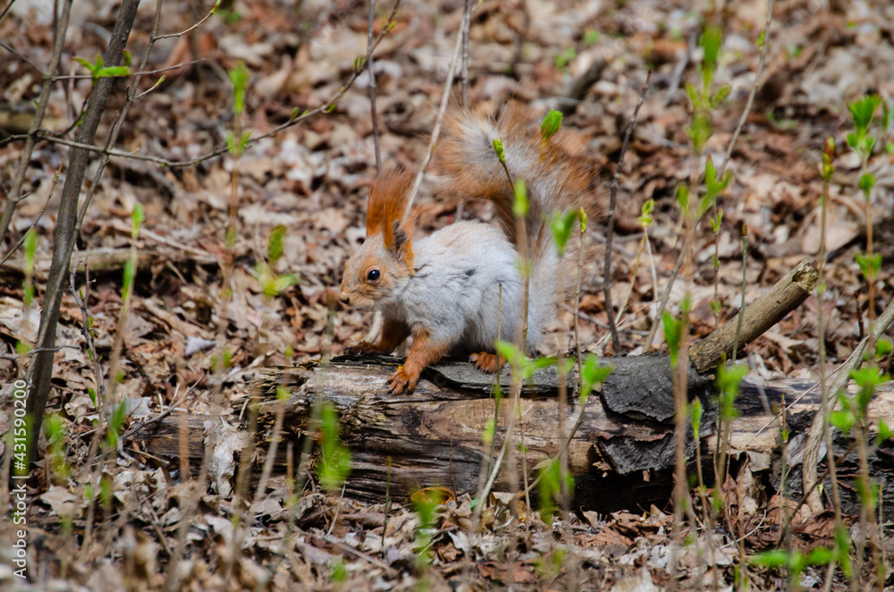 Animal squirrel eats a nut in the park Animal squirrel eats a nut in the park