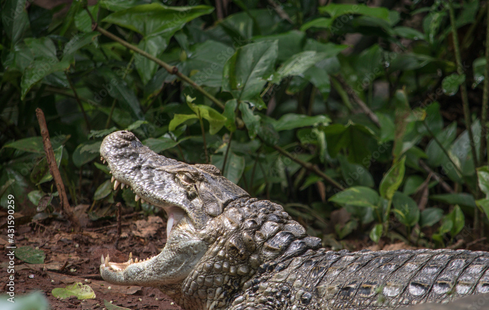 Obraz premium yacare