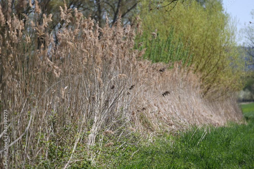 Huge grass close to rhine river Germany Huge grass close to rhine river Germany