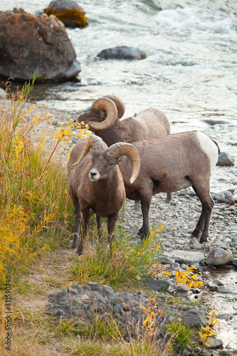 Bighorn Sheep Foraging Near Mountain Stream
