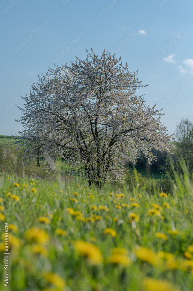 Obstbaum im Frühling Obstbaum im Frühling