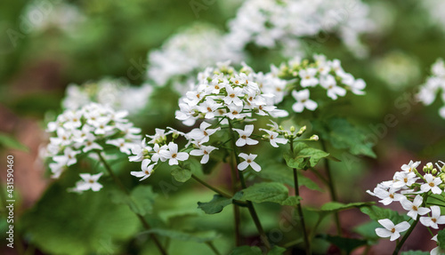 Cuadro en lienzo Mustard garlic - Alliaria petiolata - edible wild flowering plant in the forest