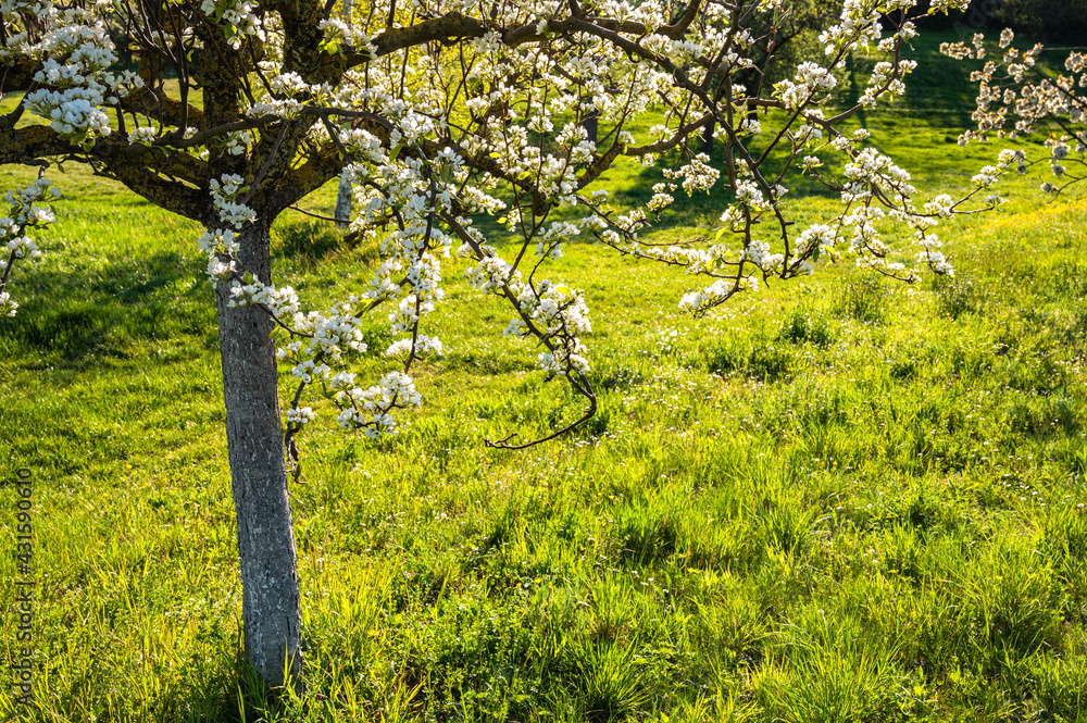 Fototapeta premium Kirschblüte