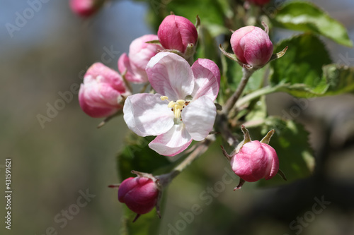 Blooming apple trees with bees in Germany
