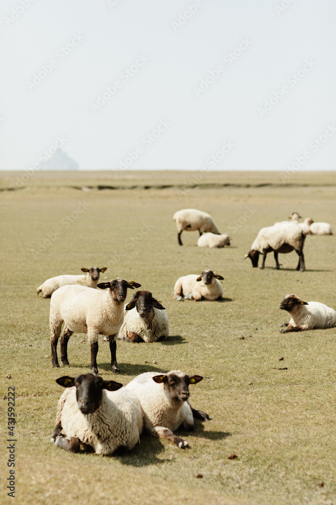 Troupeau de moutons dans la prairie le Mont Saint Michel Troupeau de moutons dans la prairie le Mont Saint Michel