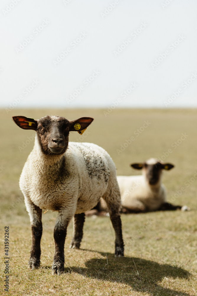 Troupeau de moutons dans la prairie le Mont Saint Michel Troupeau de moutons dans la prairie le Mont Saint Michel
