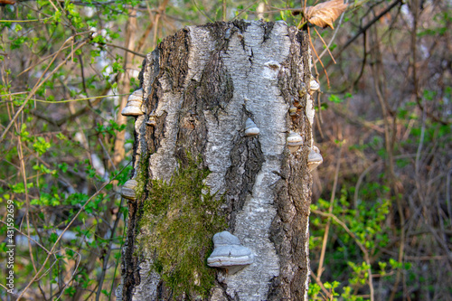 Tinder fungus in Nature park Schoneberger Sudgelande in Schoneberg Berlin Germany photo