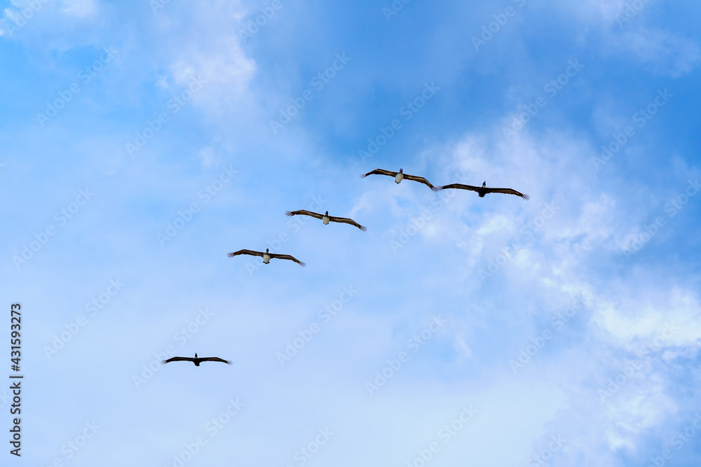 Pelicans in flight. A flock of pelicans in the blue sky flies north along the ocean in spring in search of fish Pelicans in flight. A flock of pelicans in the blue sky flies north along the ocean in spring in search of fish