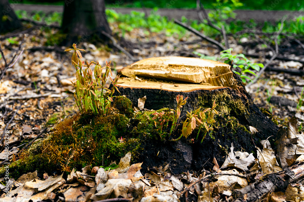 Obraz premium Young stalks of oak near a cut tree stump.