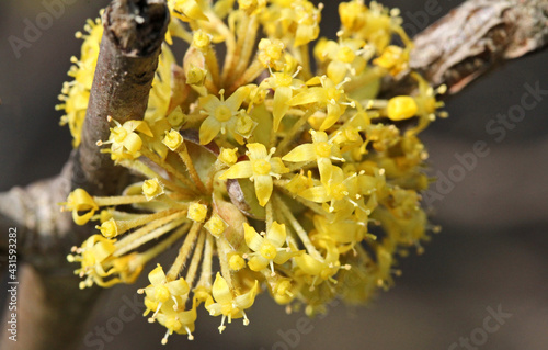 piccoli fiori gialli del corniolo (Cornus mas) photo