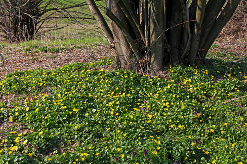 Fotografie, Obraz gialla fioritura primaverile di favagello (Ranunculus ficaria)