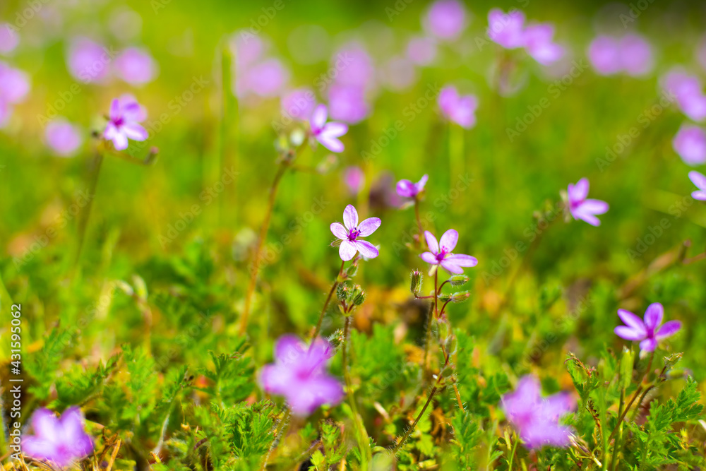 Fototapeta premium Small lilac wildflowers Common stork blooming in spring, blurred background. Wallpaper, bright flower screensaver