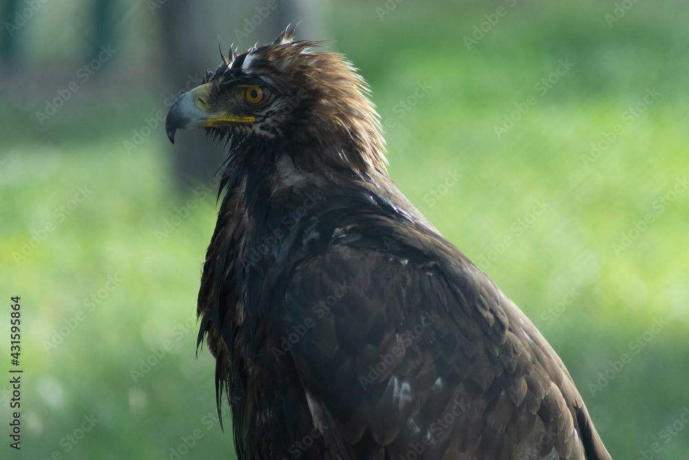 Fototapeta premium MACRO PHOTOGRAPHY OF A HAWK IN A RESCUE PLACE