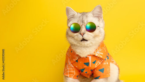 Wide banner of portrait of meowing white British cat wearing sunglasses and orange shirt on yellow background in studio.