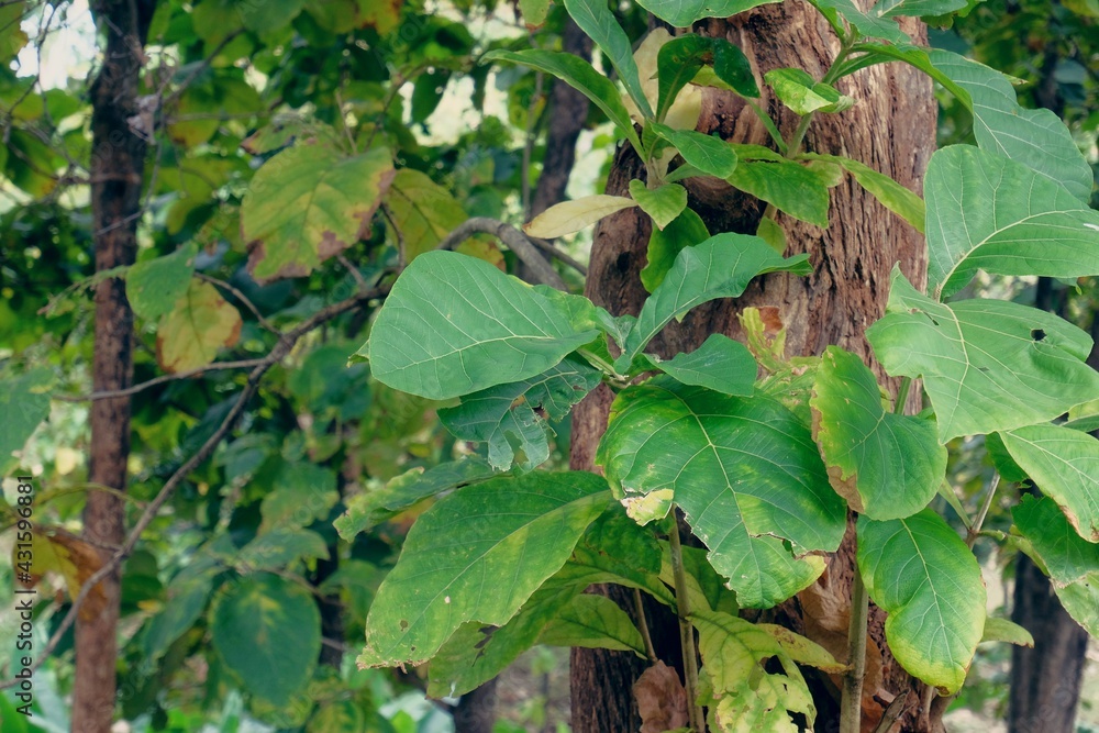 Teak leaves - Detail texture of teak leaves, Fresh teak leaves in the garden Teak leaves - Detail texture of teak leaves, Fresh teak leaves in the garden