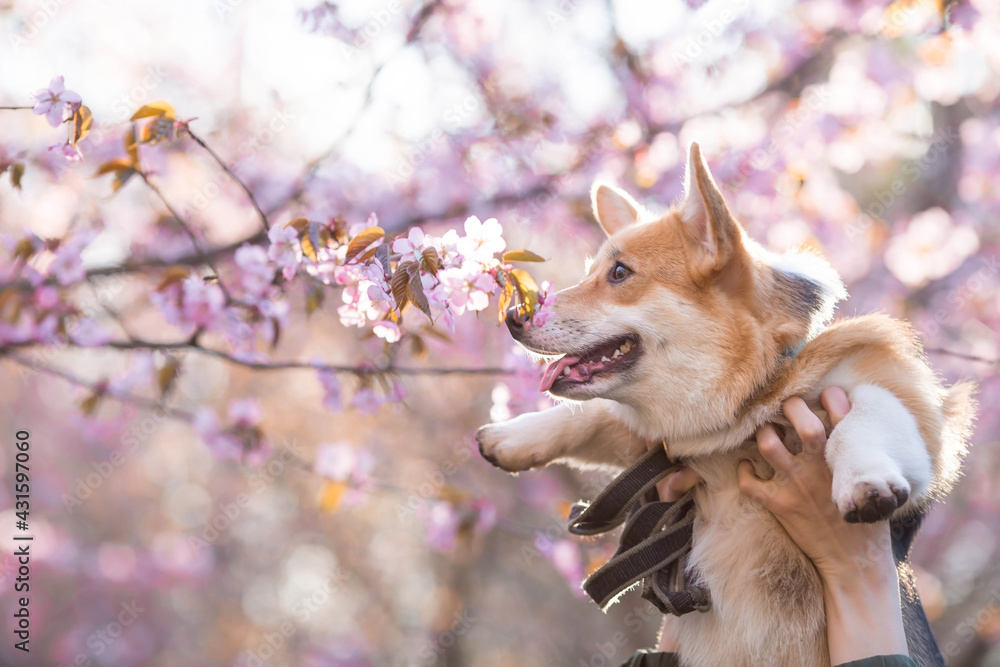 Cherry blossoms. Spring, nature photo wallpaper. A cherry blossom in the  garden and a small corgi dog in close-up. Blooming rosebuds on the branches  of a tree. Stock Photo | Adobe Stock