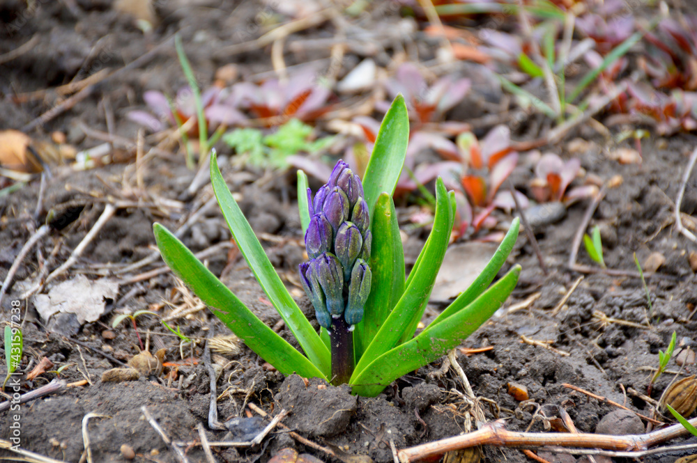 a beautiful spring flower with green leaves and purple inflorescences is preparing to bloom in a city flower bed a beautiful spring flower with green leaves and purple inflorescences is preparing to bloom in a city flower bed