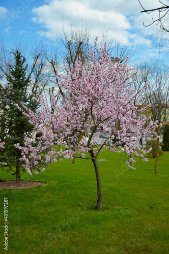 blooming cherry tree adorns the city park  flowers with delicate white-pink petals on the branches