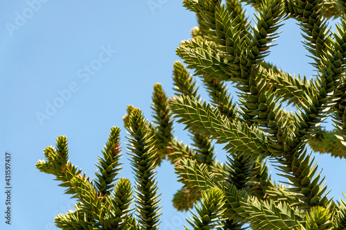 Araucaria araucana, monkey puzzle tree or monkey tail tree. View of the leaves of the Araucaria araucana, close up