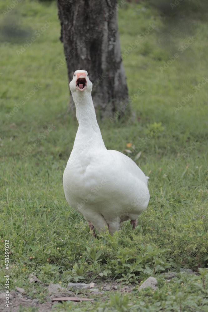 Obraz premium Screaming duck