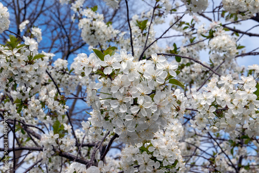 White flowering cherry tree. Natural close-up photography. Spring theme.