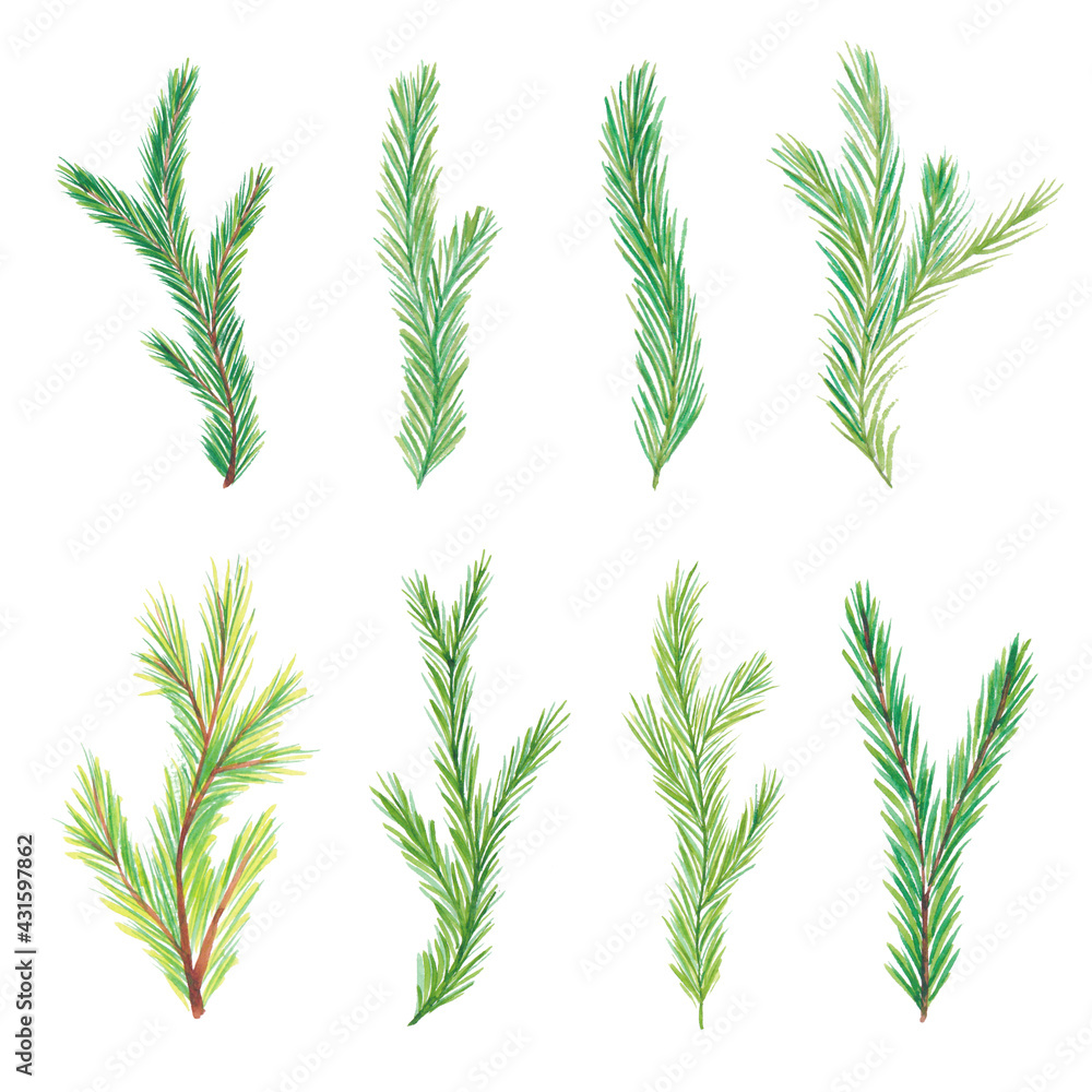 Fototapeta premium Watercolor fir branches. Christmas tree branches. Hand drawn watercolor fir branches isolated on white background
