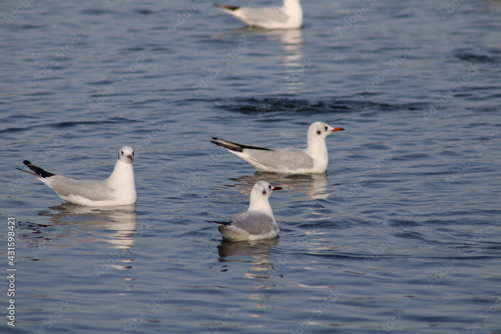 seagulls on the water seagulls on the water