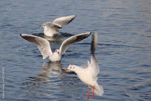 seagull in flight © Ali
