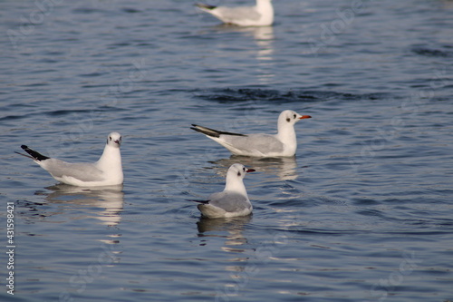 seagulls on the water