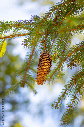 spruce cone on a branch photo
