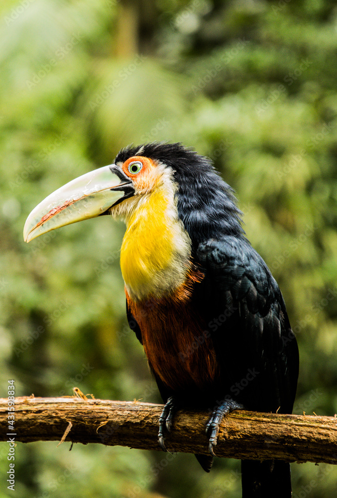 Obraz premium Ramphastos toco TUCAN GRANDE