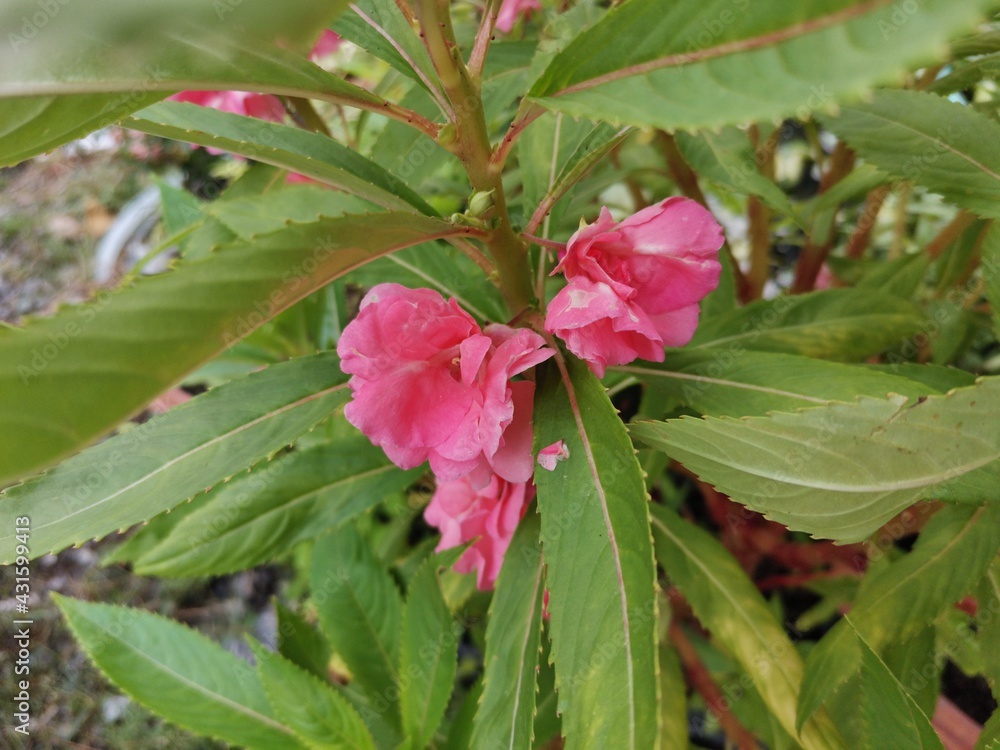 Flowers and young leaves in the summer garden, used for background images and lettering.
Flowers and young leaves in the summer garden, used for background images and lettering.