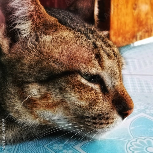 Brown cat sleeping in the house in summer