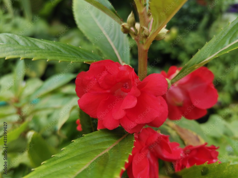 Flowers and young leaves in the summer garden, used for background images and lettering.
Flowers and young leaves in the summer garden, used for background images and lettering.