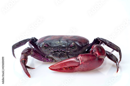 Crab (Field crab) Isolated on white background photo