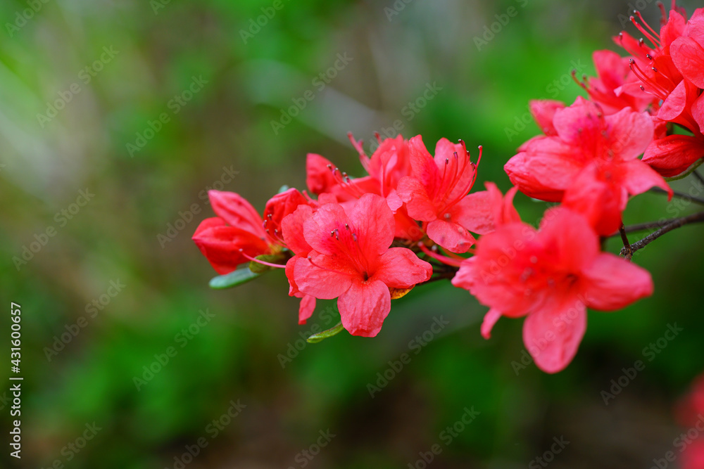 Pink red azalea flower bush in the spring garden Pink red azalea flower bush in the spring garden