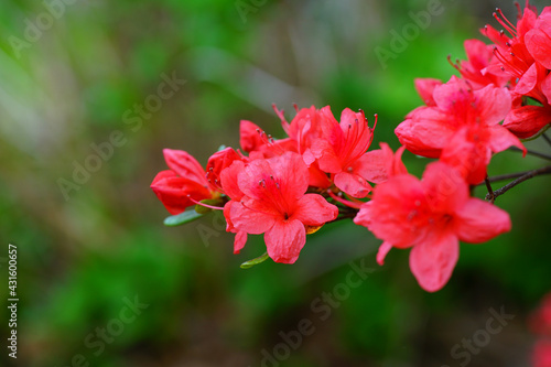 Pink red azalea flower bush in the spring garden © eqroy