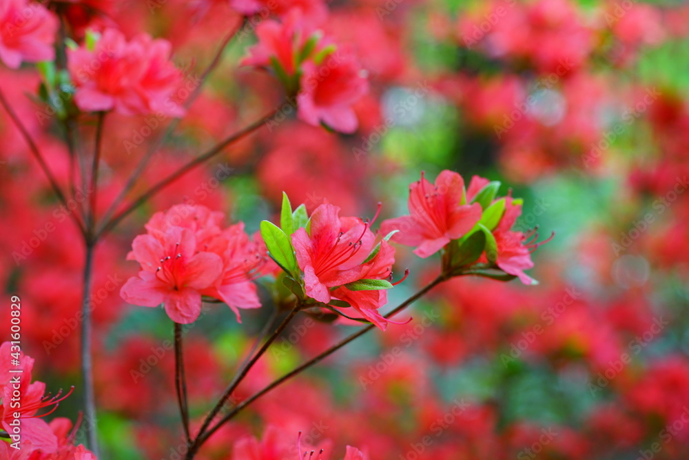 Pink red azalea flower bush in the spring garden Pink red azalea flower bush in the spring garden