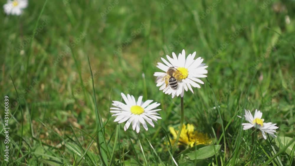 White wildflower daisy with a bee searching for pollen to make honey from. Colorful Wildflower meadow with wild insects in daylight at spring, ecosystem, nature, bee, flower